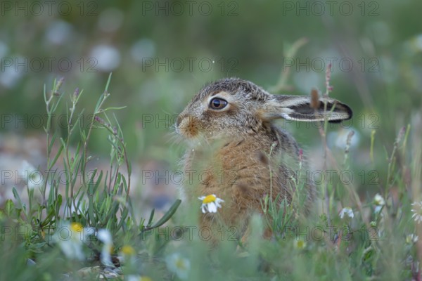 European brown hare (Lepus europaeus) juvenile baby leveret animal resting in grassland amongst