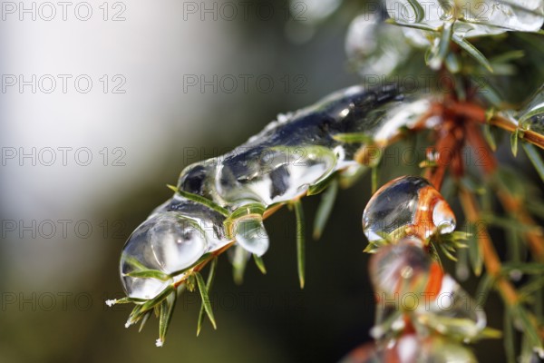 Icicle, frozen branch, ice layer, macro, unusually cold winter 2010, symbolic photo winter weather,