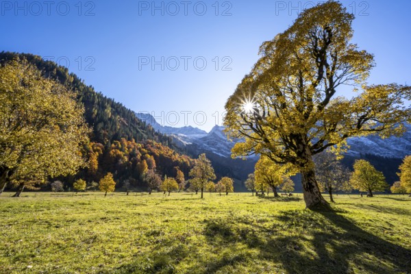 Sycamore maple with autumnal yellow foliage and Solaster endeca, large maple base in autumn, rocky