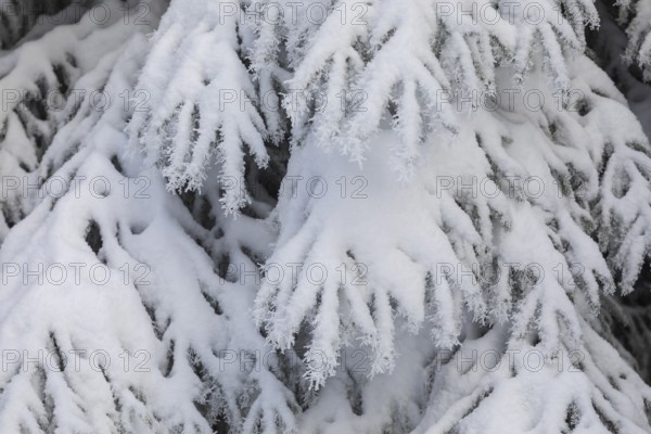 The crystals of hoarfrost look like lace on the snow-covered fir branches, winter landscape on the