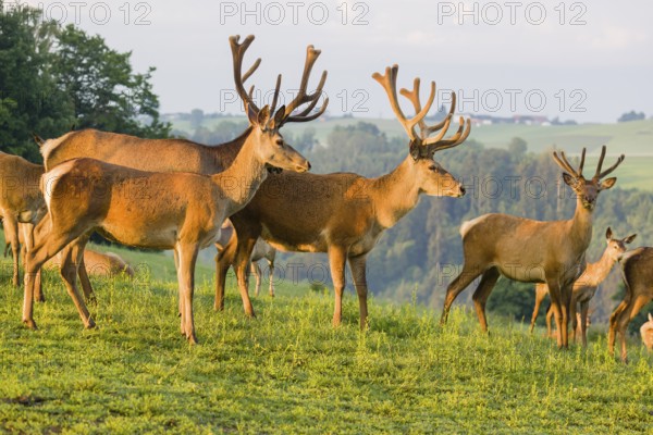 Three Altai maral stags, Altai wapiti or Altai elk (Cervus canadensis sibiricus) and some hinds