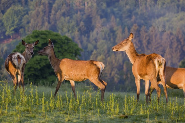 Four Altai maral hinds, Altai wapiti or Altai elk (Cervus canadensis sibiricus) stand in a meadow