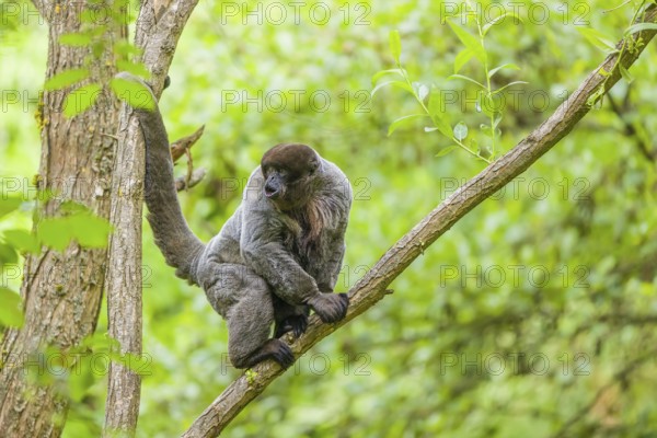 A common woolly monkey, brown woolly monkey, or Humboldt's woolly monkey (Lagothrix lagothricha)