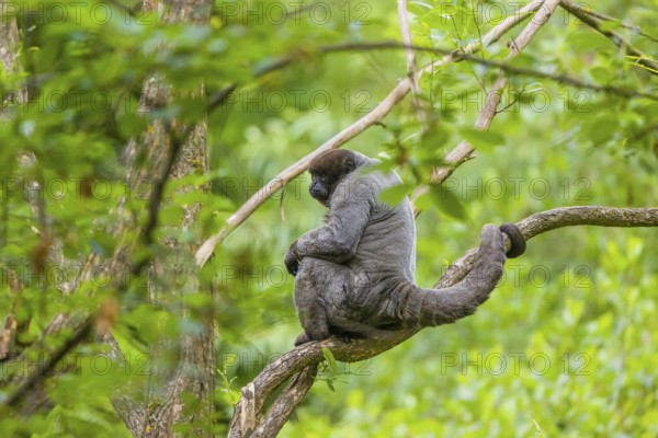 A common woolly monkey, brown woolly monkey, or Humboldt's woolly monkey (Lagothrix lagothricha)