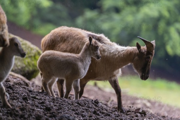 A female Himalayan tahr (Hemitragus jemlahicus) stands on a forest edge with one young. In the