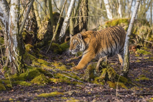 One young female Siberian Tiger, Panthera tigris altaica, walking thru a birch tree forest. Early
