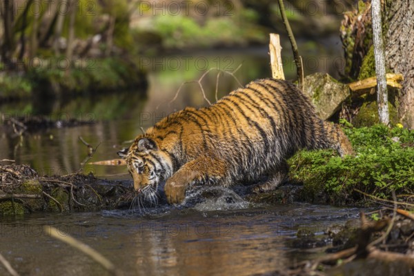 One young female Siberian Tiger, Panthera tigris altaica, walking thru a creek in a forest. Early