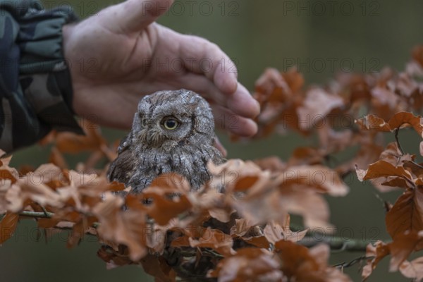One Eurasian scops owl (Otus scops)sitting on a twig of a beech tree, embedded in brown leafs. A