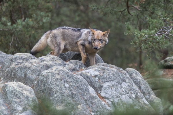 One young male eurasian gray wolf (Canis lupus lupus) running thru a forest with rocks and heather.