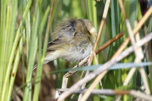 Chiffchaff or willow warbler (Phylloscopus collybita), sleeping animal in the biotope,