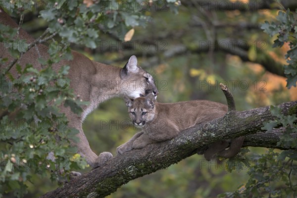 One cougar mother, Puma concolor, grooming her kitten, standing on a big branch high up in an oak