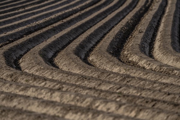 Spring, potato field, freshly grown potato ridges, near Kerken, Lower Rhine, North