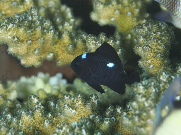 A small black fish with blue spots, three-spotted damselfish (Dascyllus trimaculatus), swimming
