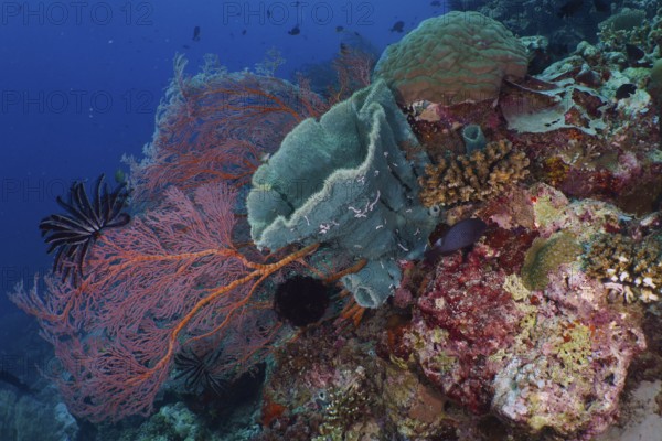 Spiny tube sponge (Callyspongia (Cladochalina) aerizusa) and various soft corals with blue