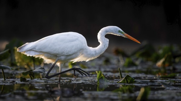 Great White Egret (Ardea alba) Winter visitor, migratory bird, resting bird, foraging, on the