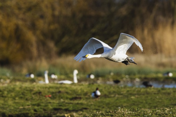 Tundra Swan, Bewick's Swan, Cygnus columbianus in flight at winter in Slimbridge, England, United