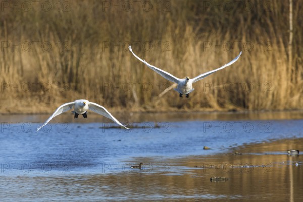 Tundra Swan, Bewick's Swan, Cygnus columbianus in flight at winter in Slimbridge, England, United