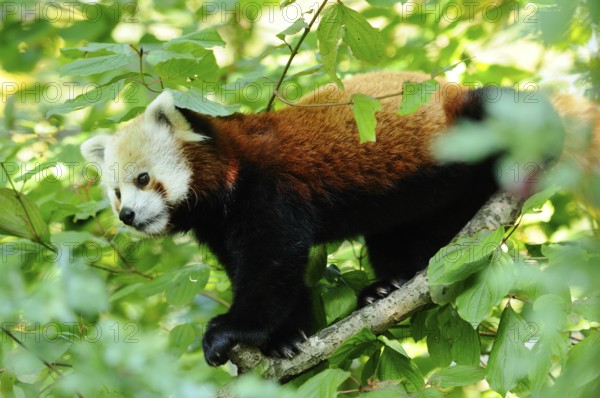 A red panda climbing on a branch surrounded by green leaves, Red panda (Ailurus fulgens), captive,