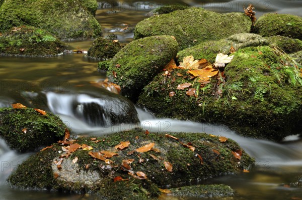 Close-up of moss-covered stones with autumn leaves in flowing water, Kleine Ohe, Bavarian Forest
