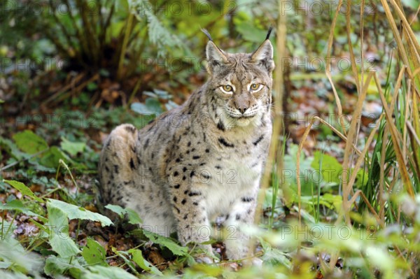 A lynx sits in the foliage of the forest, surrounded by greenery, in a peaceful atmosphere,