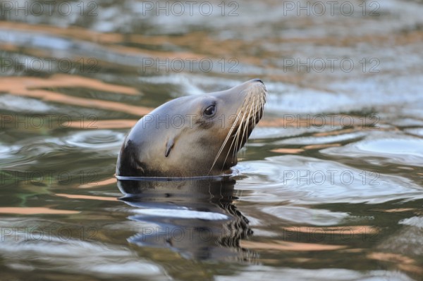 A peaceful sea lion peers out of the calm water, California sea lion (Zalophus californianus),