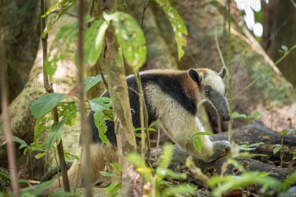 Northern tamandua (Tamandua mexicana), anteater foraging on the forest floor, in the rainforest,