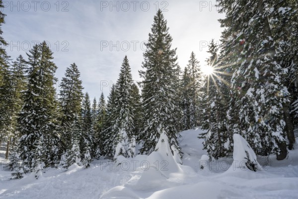 Snow-covered trees in a forest in winter, sun star in the morning, Estergebirge, Bavarian Prealps,