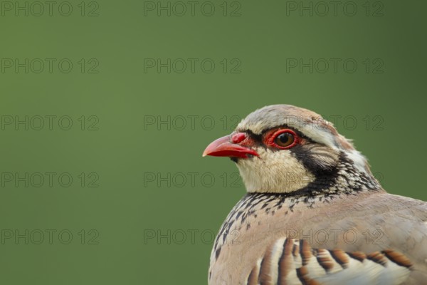 Red legged or French partridge (Alectoris rufa) adult bird head portrait, England, United Kingdom,