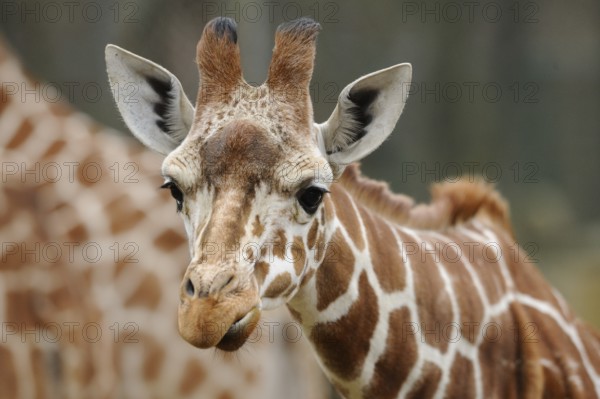Close-up of a giraffe face with distinctive fur and curious look, reticulated giraffe (Giraffa
