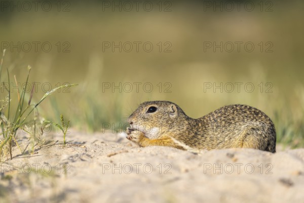 European ground squirrel (Spermophilus citellus) or European souslik sitting on sand and in tall
