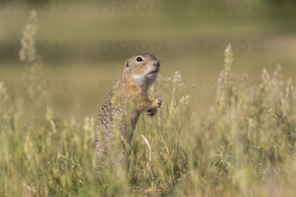 One European ground squirrel (Spermophilus citellus) or European souslik standing erected in tall