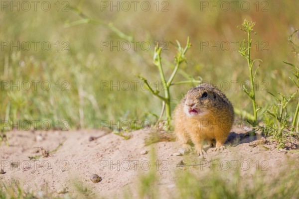 A European ground squirrel (Spermophilus citellus) or European souslik sits in front of its den