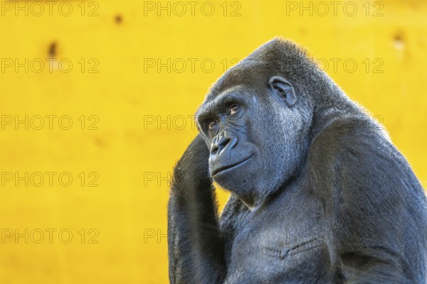A gorilla is standing in front of a yellow wall. The gorilla is looking at the camera and he is