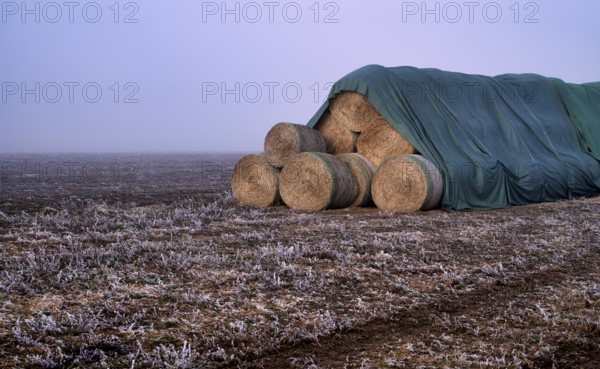 Hay bales, round bales, hay, covered, on field, hoar frost, hoarfrost, winter, wintry, Stuttgart,