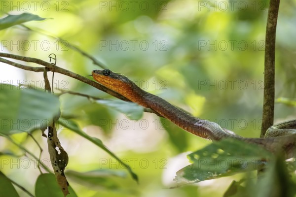 American whipsnake (Mastigodryas melanolomus), snake slithering on a branch, in the rainforest,