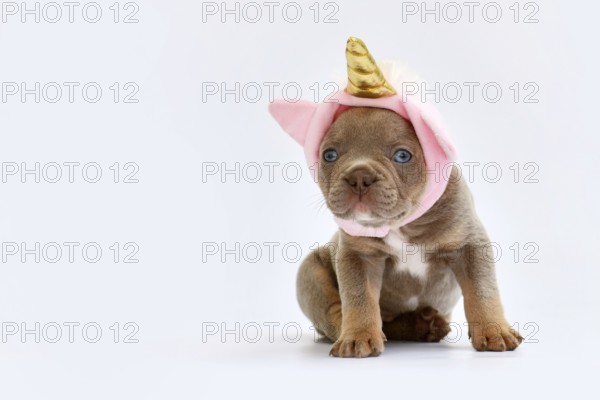 Cute French Bulldog dog puppy with cute pink unicorn hat with golden horn on white background with