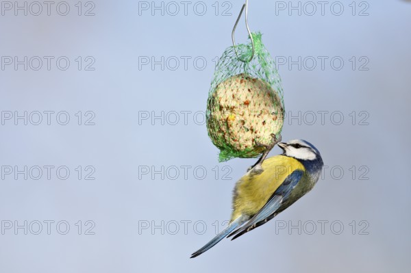 Blue tit (Cyanistes caeruleus, syn.: Parus caeruleus) hanging on a tit dumpling, winter feeding of
