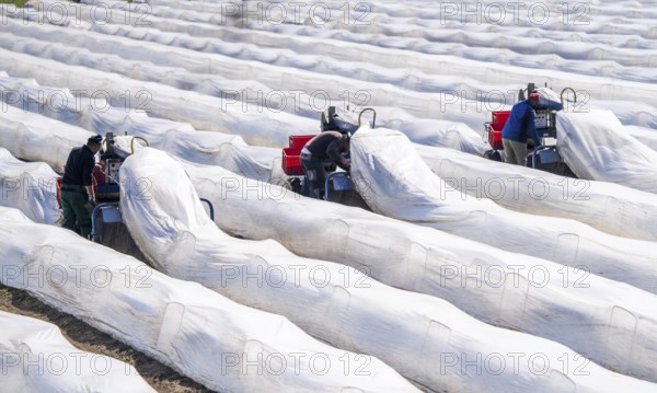 Asparagus harvest on the Lower Rhine, near Wesel, asparagus field under thermo foil, for faster