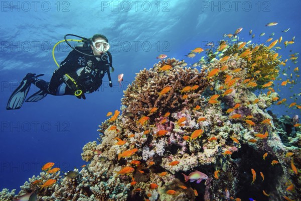 Diver looking at shoal of jewelled flagfish (Pseudanthias squamipinnis) swimming over coral block