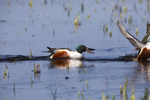 Northern Shoveler (Anas clypeata), male duck chasing another male duck away, on lake, island of