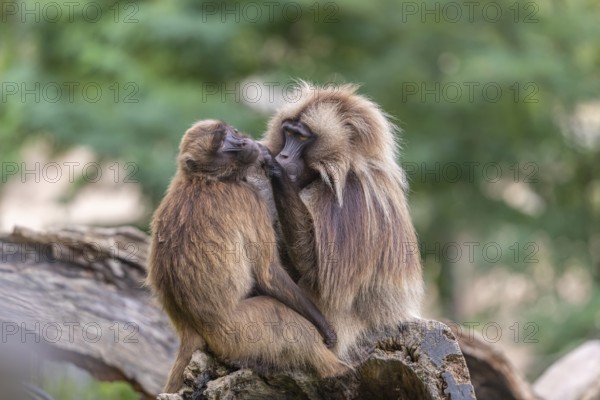 One adult male and one adult female Gelada (Theropithecus gelada), or bleeding-heart monkey sitting
