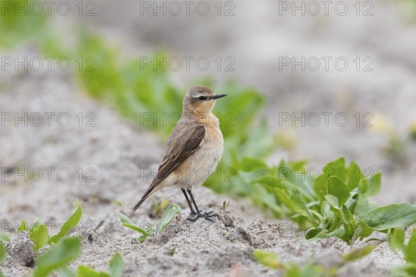 Wheatear (Oenanthe Oenanthe), female, standing in crop of young plants, in late winter, on