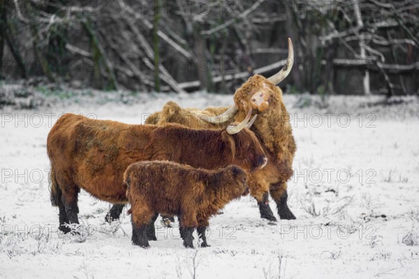 A family of Highland cattle (Bos primigenius), a bull, a cow and a calf are standing at the edge of