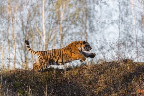 One young female Siberian Tiger, Panthera tigris altaica, running thru a birch tree forest. Hunting