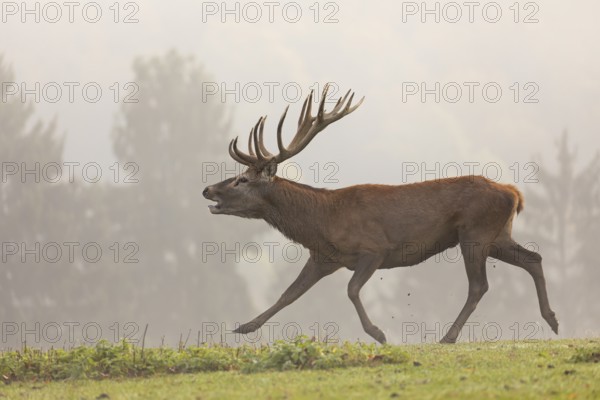 One Red Deer stag (Cervus elaphus) at the rutting season, running and calling. A forest in fall