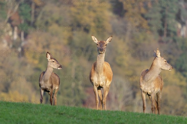 Two adult red deer hinds (Cervus elaphus) and a calf are standing in a meadow in the beautiful