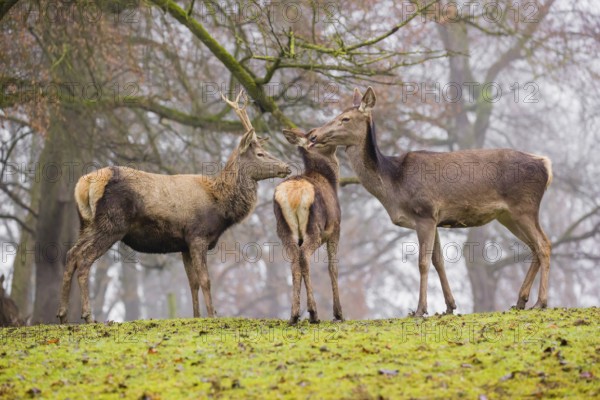 A Red Deer hind with her calf (Cervus elaphus) and a young stag stand on a green meadow at a forest
