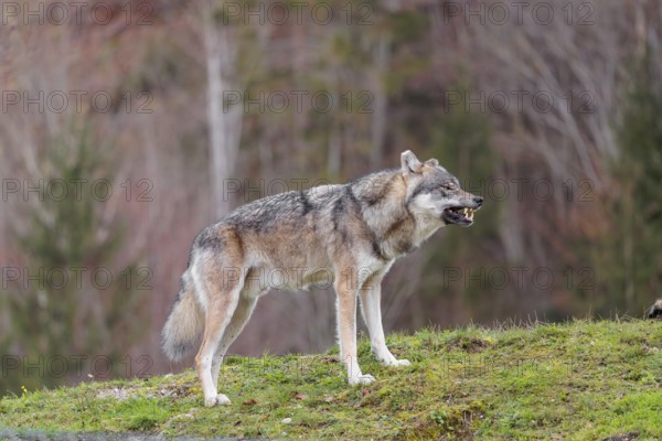 A male Eurasian grey wolf (Canis lupus lupus) stands growling in a green meadow on the top of a
