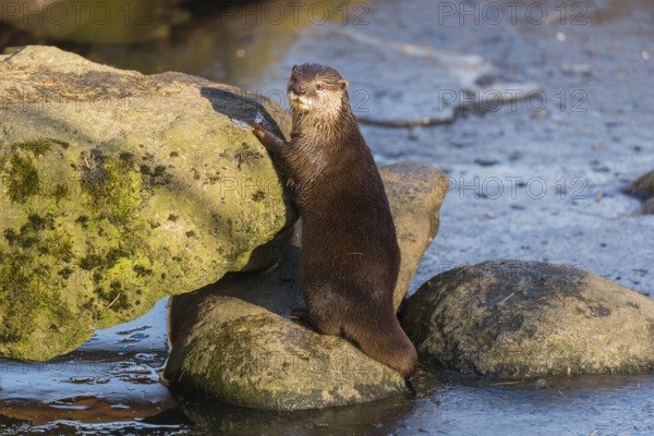 One oriental small-clawed otter or Asian small-clawed otter (Aonyx cinerea), plays with a small