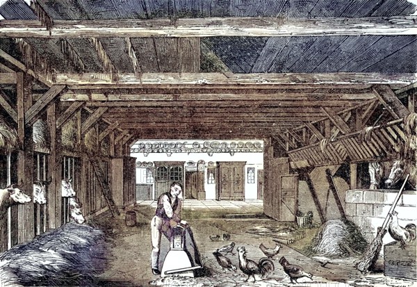 Cowshed and horse stable in a farmhouse in Lower Saxony, Deutschland, 1880 / Kuhstall und